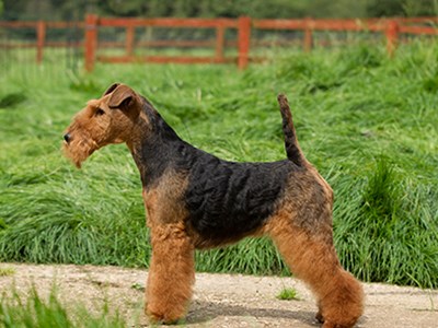 Welsh Terrier standing