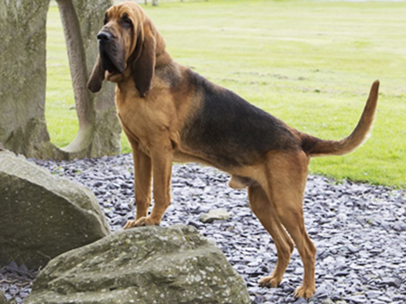 Bloodhound stood on stone