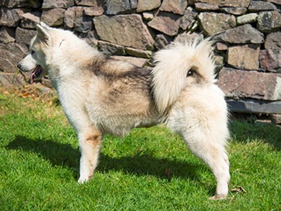 Canadian Eskimo Dog standing