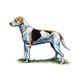Foxhound illustration