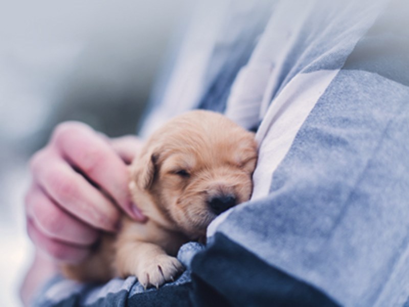 Small puppy being held