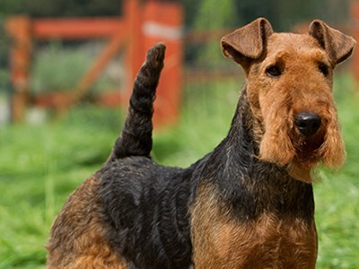 Welsh Terrier headshot