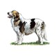 Pyrenean Mastiff illustration