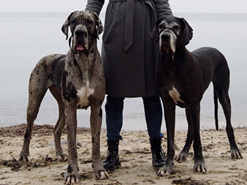 Two great danes stood with owner