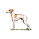 Italian Greyhound illustration