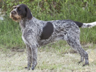 German Wirehaired Pointer standing