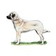 Anatolian Shepherd Dog illustration