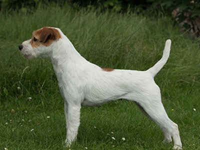 Parson Russell Terrier standing