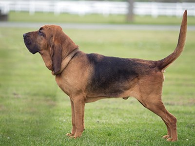 Bloodhound standing