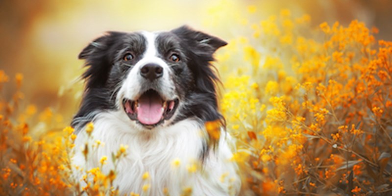 Happy dog in a field of flowers