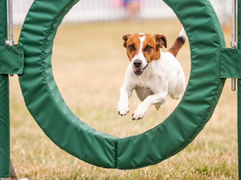 Dog jumping through hoop