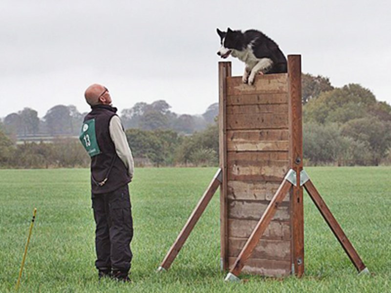 Dog climbing over a frame with owner looking at dog