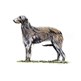 Deerhound illustration