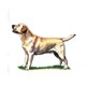 Retriever (Labrador) illustration