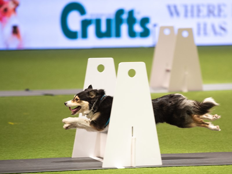 YKC flyball in the main ring