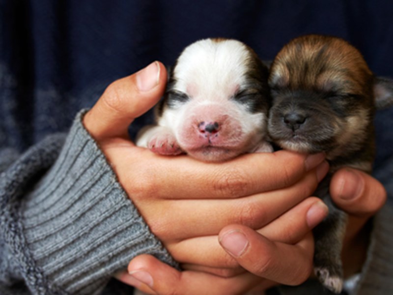 Puppies in hands