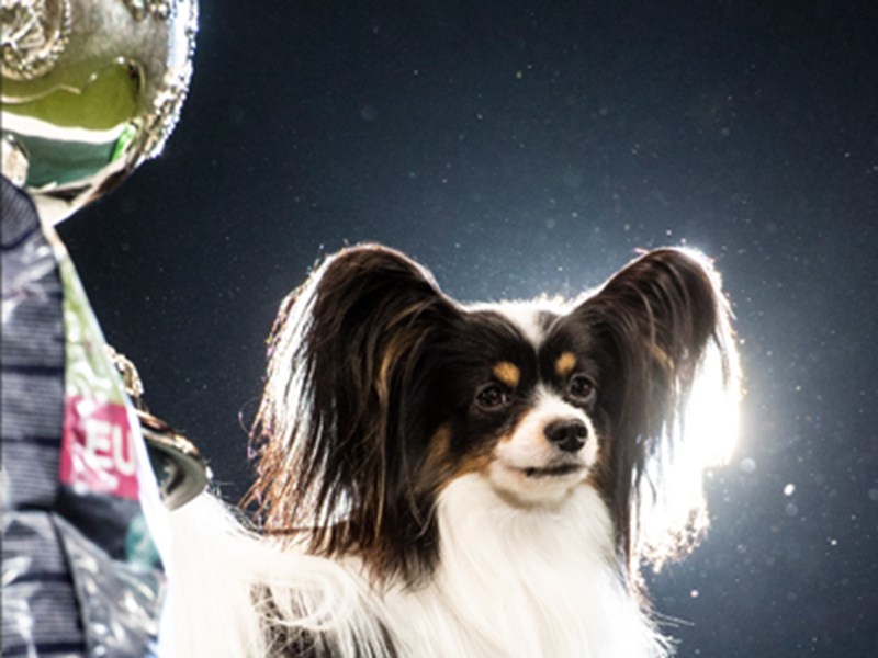 Papillon dog and Crufts trophy