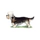 Dandie Dinmont Terrier illustration