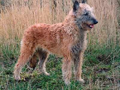 Belgian Shepherd Dog (Laekenois) standing