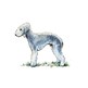 Bedlington Terrier illustration