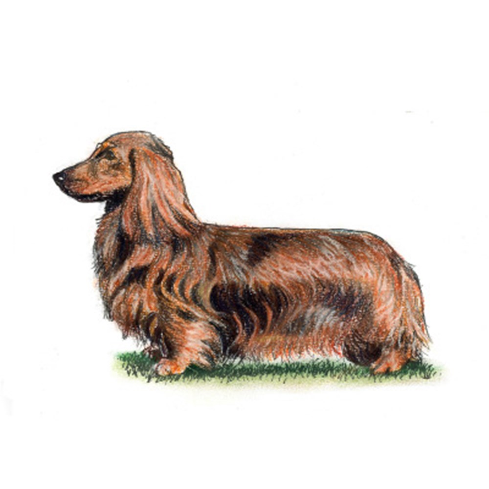 Dachshund (Long Haired) illustration