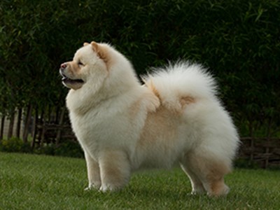 Chow chow standing