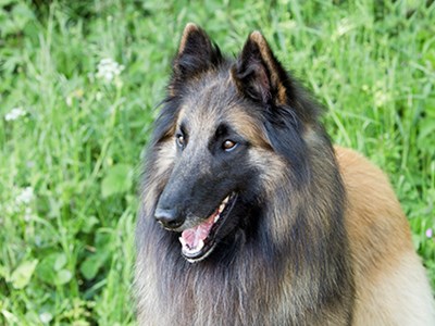 Belgian Shepherd Dog (Tervueren) headshot