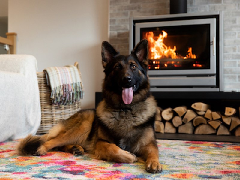 German Shepherd Dog sitting indoors by a fireplace