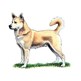 Canaan Dog illustration