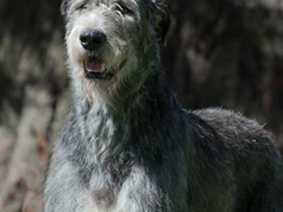 Irish Wolfhound headshot