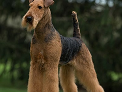 Airedale Terrier standing