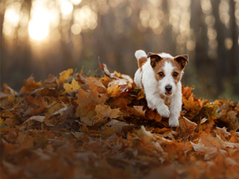 Terrier running through leaves