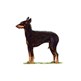 English Toy Terrier (Black and Tan) illustration